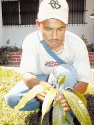 Diversifican cultivo de mango en Los Santos