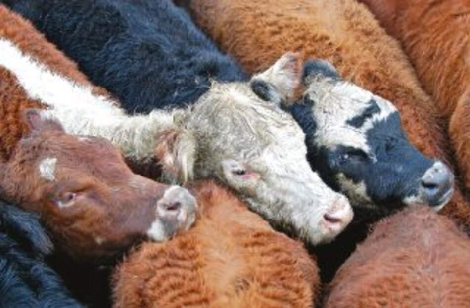 AL debe combatir la aftosa