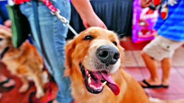 Miambiente autoriza el ingreso de mascotas en todas sus instalaciones: ¿qué debe saber?