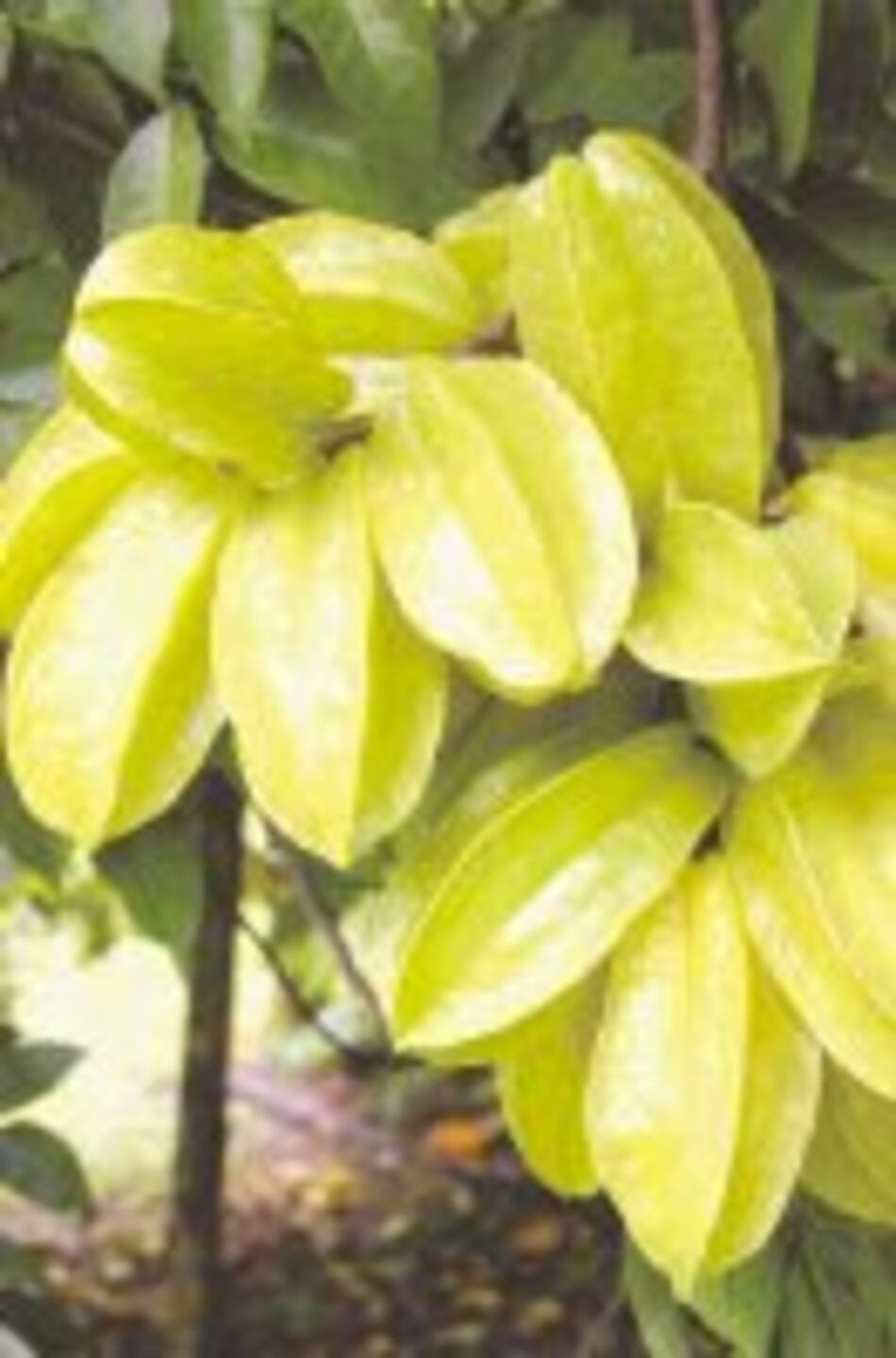 En Capira hay carambolas