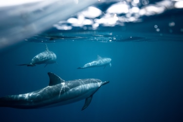Autorizan a buques panameños a participar en proyecto científico sobre delfines