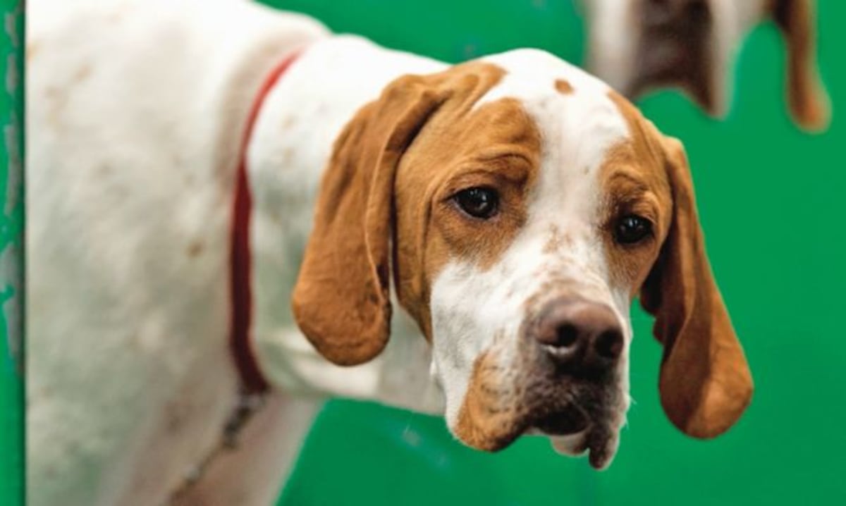 Ayuda canina para ‘liberar’ a las personas con discapacidad