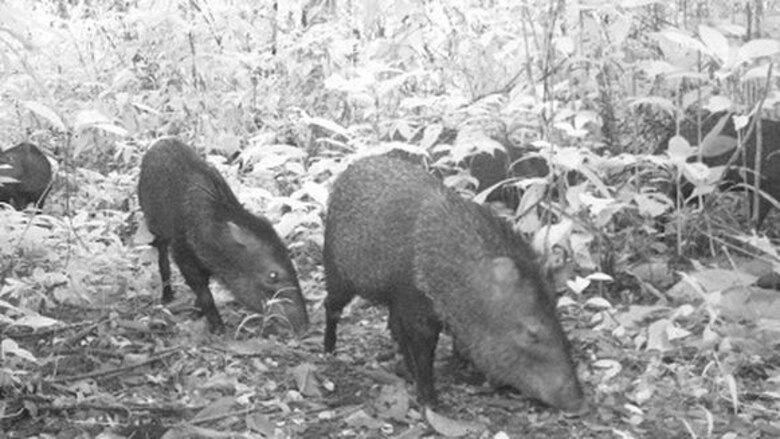 Ungulados: ¿seguros en las áreas protegidas?