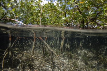 ‘Thiomargarita magnifica’, la bacteria más grande del mundo