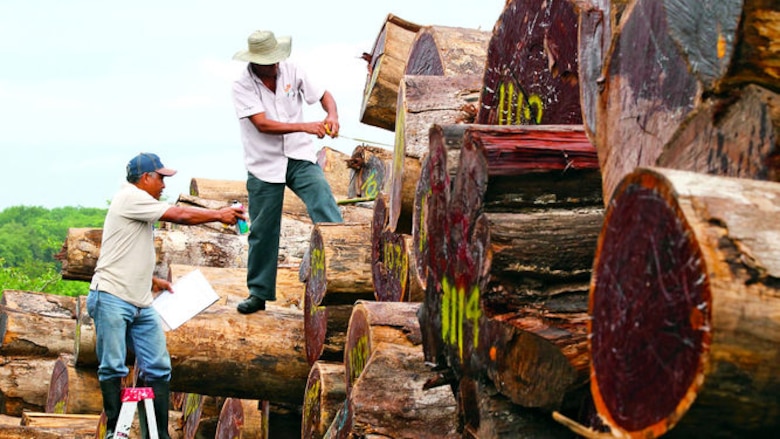 Los dueños de la madera en la provincia de Darién