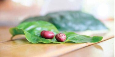 Documental con un aroma a café de Panamá