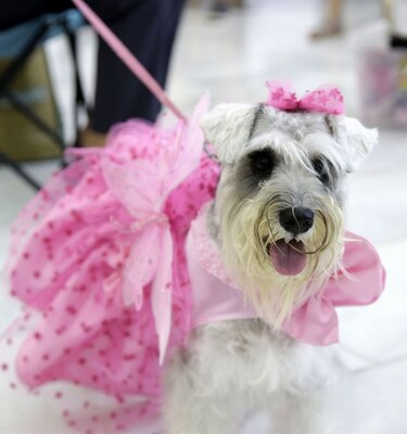 Mascotas protagonizan un desfile de modas