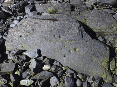 Descubren trampa de peces prehistórica en isla de Alaska