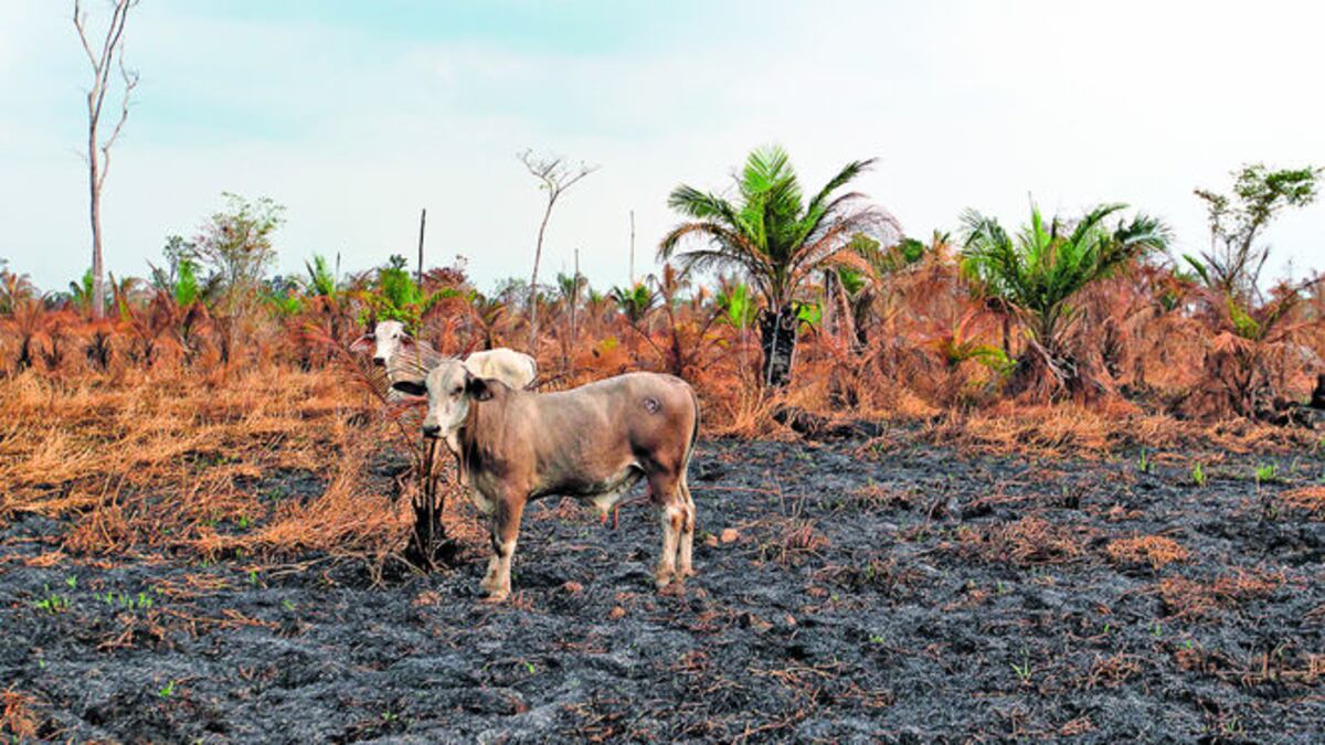 Matusagaratí, el más grande humedad de Panamá y Centroamérica, ha sido talado y quemado. Denuncian a Agse Panamá por desaguarlo y cultivar palma en un sitio inadjudicable.