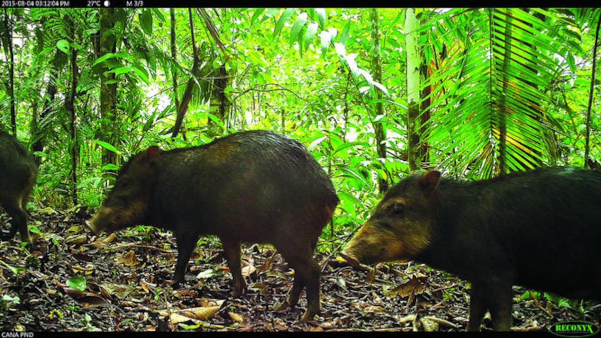 Los puercos de monte son presas valiosas para cazadores de subsistencia y mercados. CORTESÍA