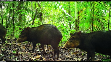 Puercos de monte en Mesoamérica