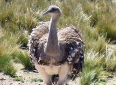 En peligro, el avestruz andino