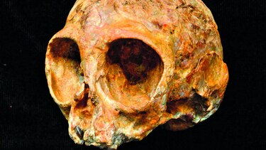 Cráneo da luces sobre evolución de primates
