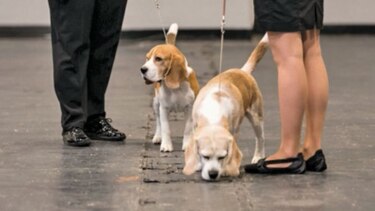 Ayuda canina para ‘liberar’ a las personas con discapacidad