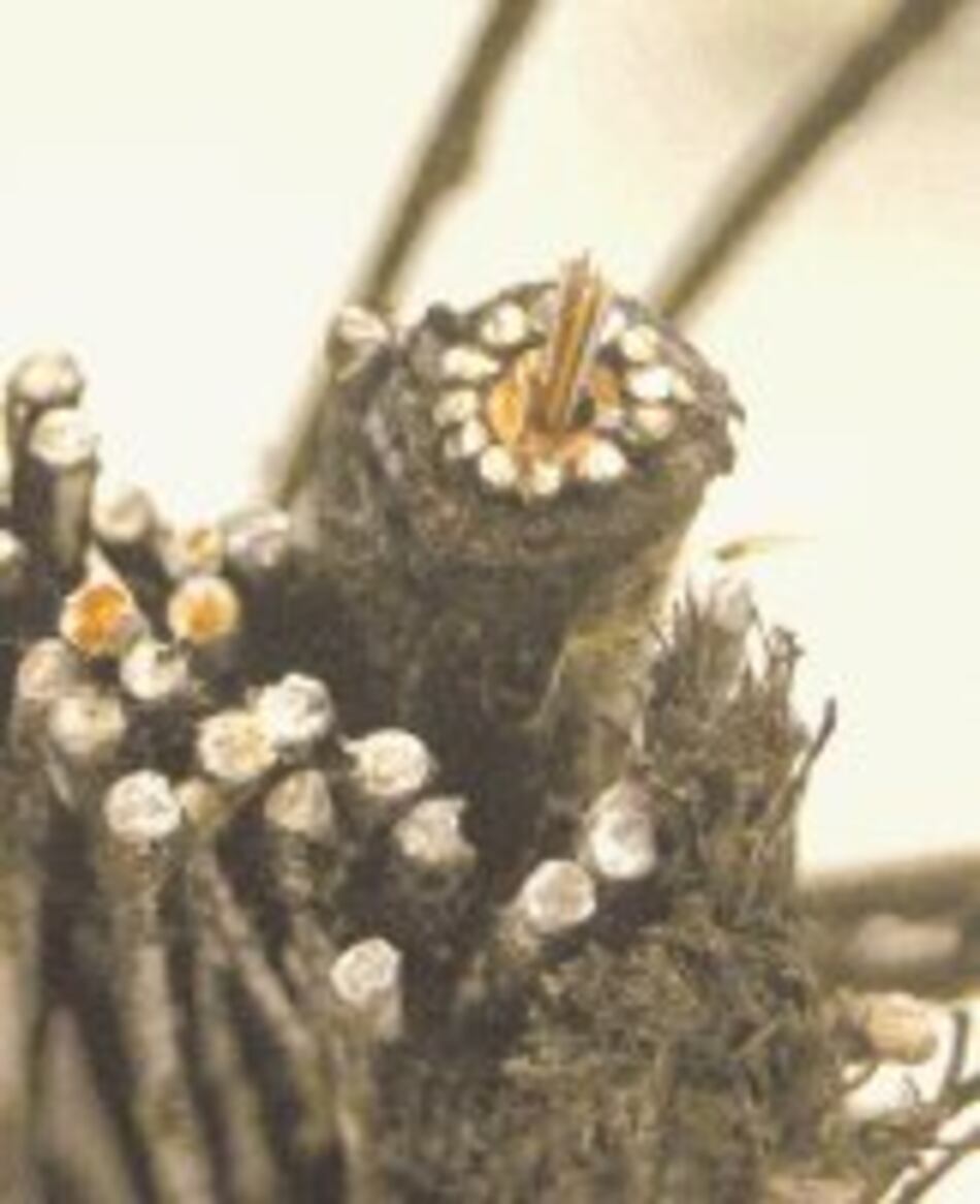 La fibra óptica y las comunicaciones