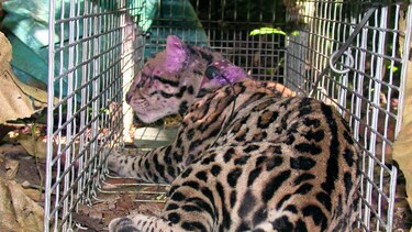 Esperanza para salvar al jaguar en Panamá