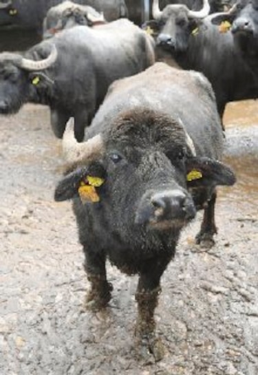 Destacan beneficios de la carne de búfalo