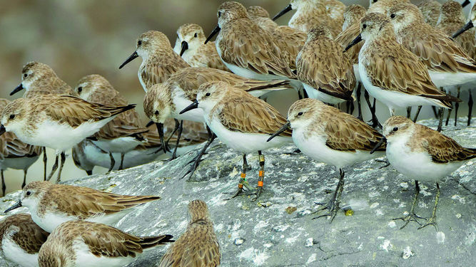 PANAMÁ CUENTA CON UN MILLAR DE AVES