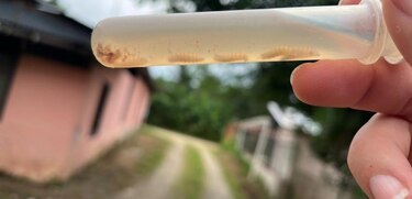 Costa Rica registra la primera muerte humana con diagnóstico de gusano barrenador
