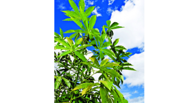 Impulsan producción agrícola