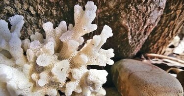 Un escape a isla Bolaños