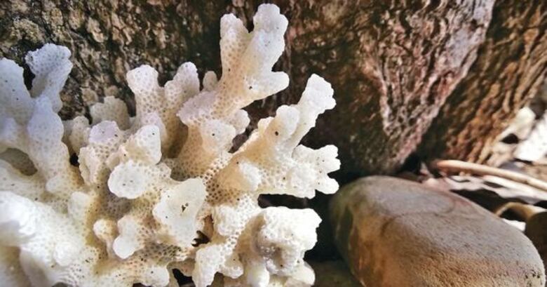 Un escape a isla Bolaños