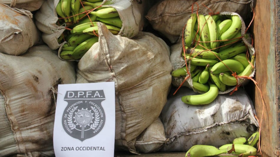 Aduanas incauta 260 sacos de banano procedente de Costa Rica