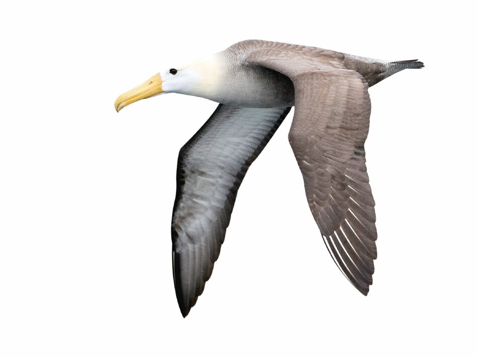 Celebran el primer Día Mundial del Albatros