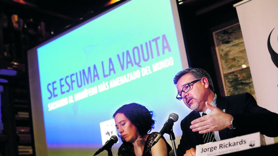 Vaquita marina se extinguiría en 2018
