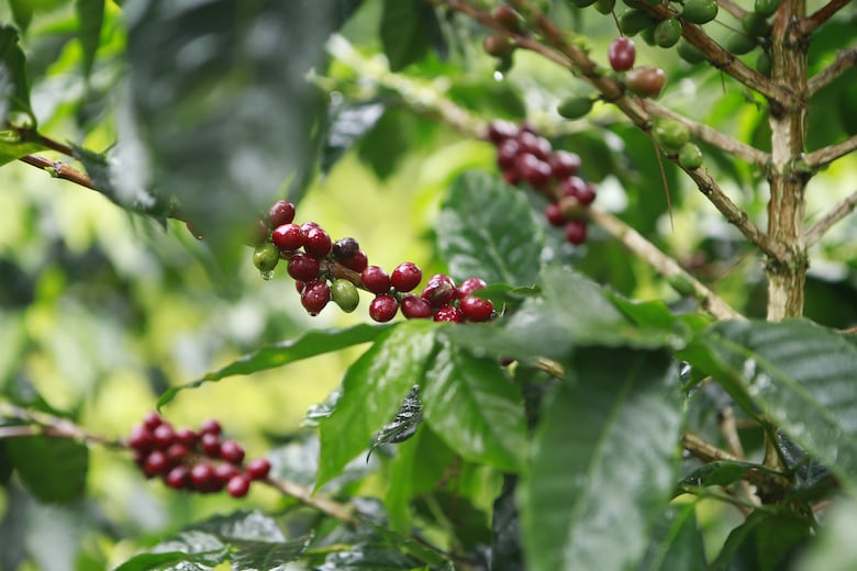 El secreto del geisha panameño: la historia detrás del café más caro del mundo 