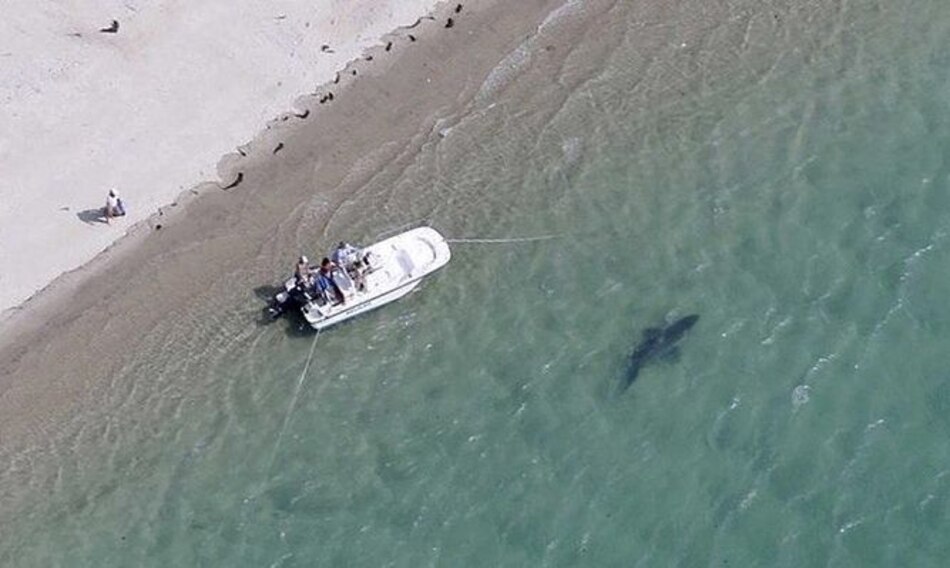 Más tiburones blancos visitan Cape Cod en Estados Unidos