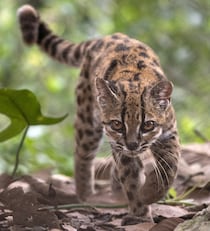 Descubren en Bolivia una nueva especie de felino, la primera en más de un siglo 