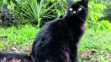 El modelo Max