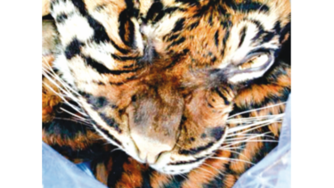 Arrestan a un hombre que intentó vender la piel de  un tigre de Sumatra