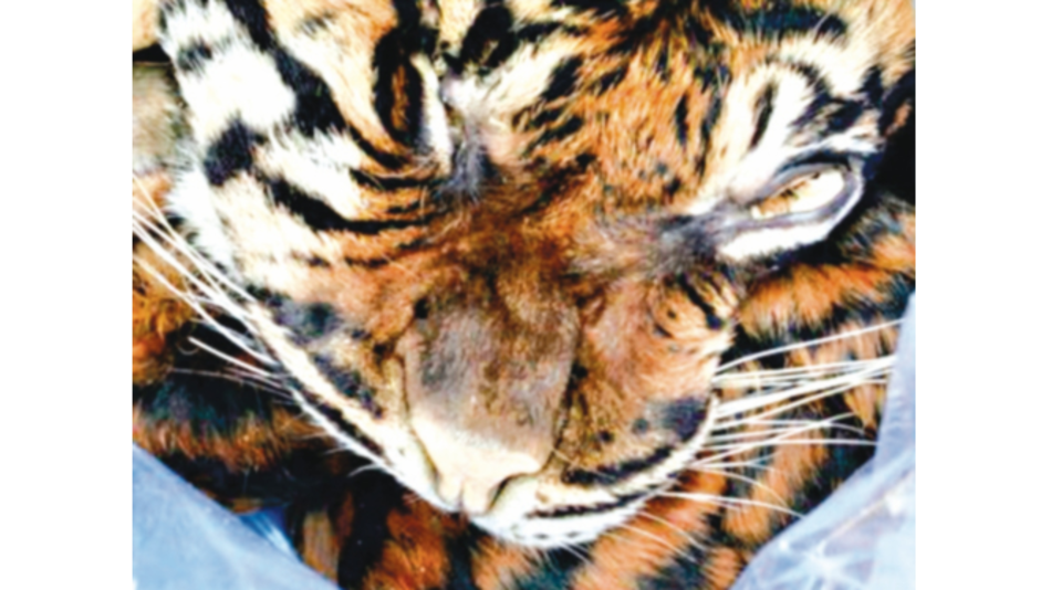 Arrestan a un hombre que intentó vender la piel de un tigre de Sumatra