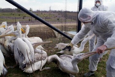 China confirma brote de gripe aviar H5N2