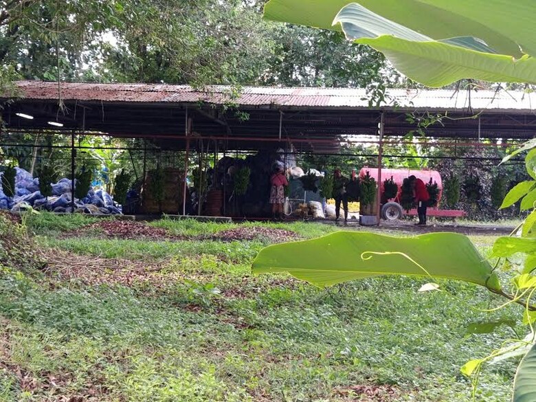 Coobana sostiene exportación de banano a Europa pese a la crisis en Bocas del Toro