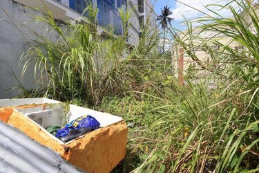 Minsa declara todo el país zona epidémica por dengue