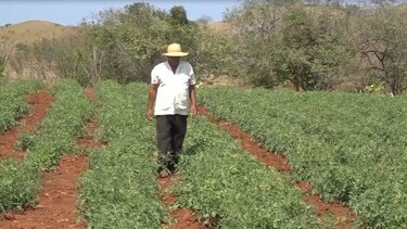 Tomateros de la provincia de Los Santos reclaman pago de incentivo