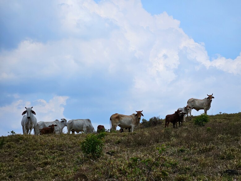 El clima le pasa factura al sector agropecuario; cae el sacrificio de ganado vacuno y porcino
