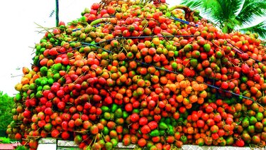 El picudo ataca al pifá