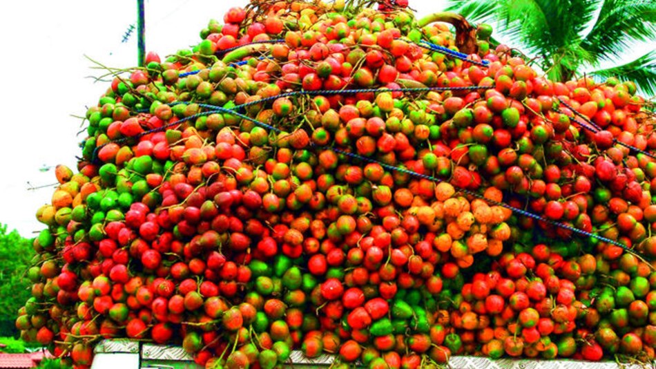 El picudo ataca al pifá