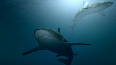 ¿Están a salvo los tiburones del Pacífico panameño? Un estudio pone la lupa sobre la pesca