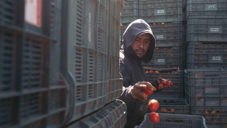 3 efectos que pueden tener los aranceles que Trump impuso a los tomates mexicanos