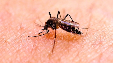 El zika en la infancia