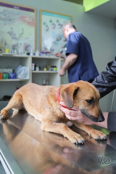 Salud pública: ¿se requiere una red de hospitales veterinarios en Panamá?