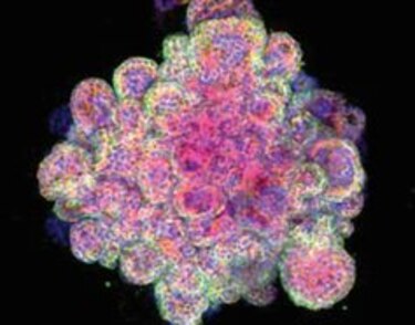 Científicos desarrollan una placenta artificial