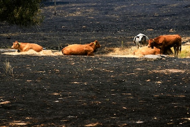 España afronta ‘horas difíciles’ contra el fuego por una nueva ola de calor