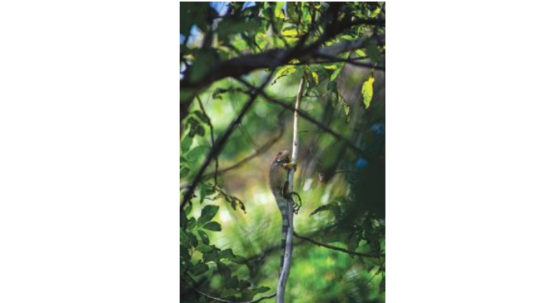 Acampar en isla Bolaños