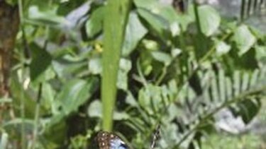 Para observar mariposas